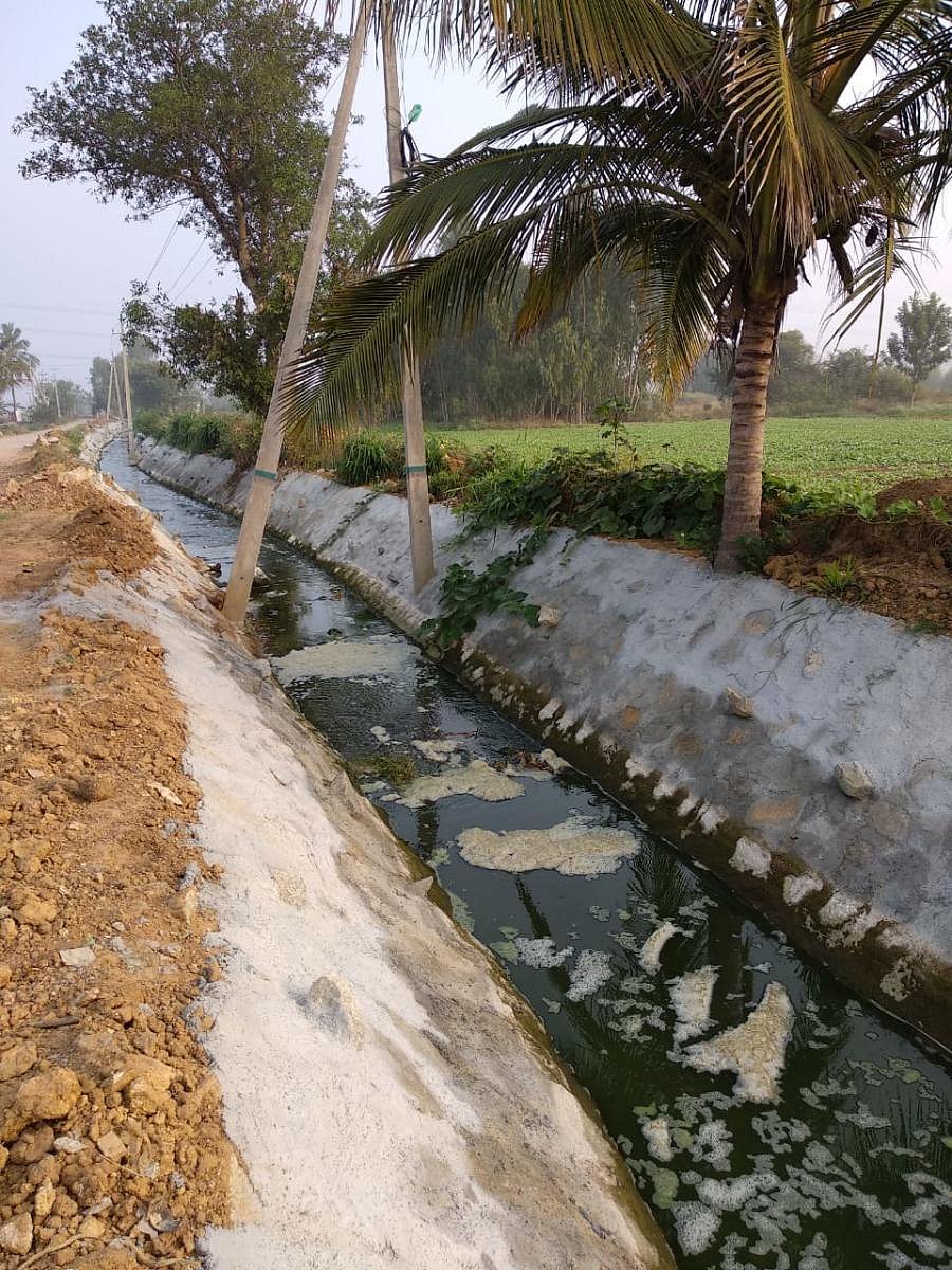 Brownish-green foamy water flows in a canal that links Narasapura and Doddavallabi lakes in Kolar districts on Wednesday.