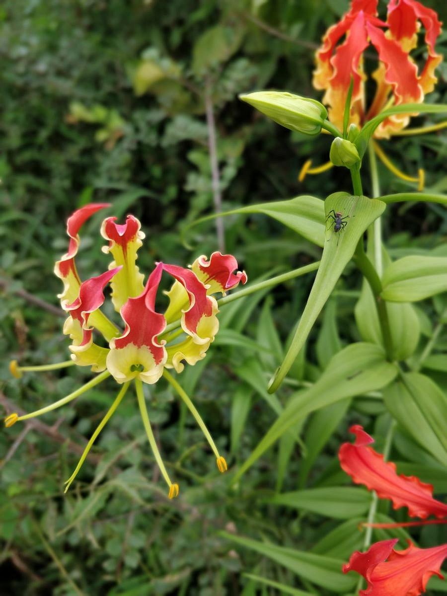 The flame lily