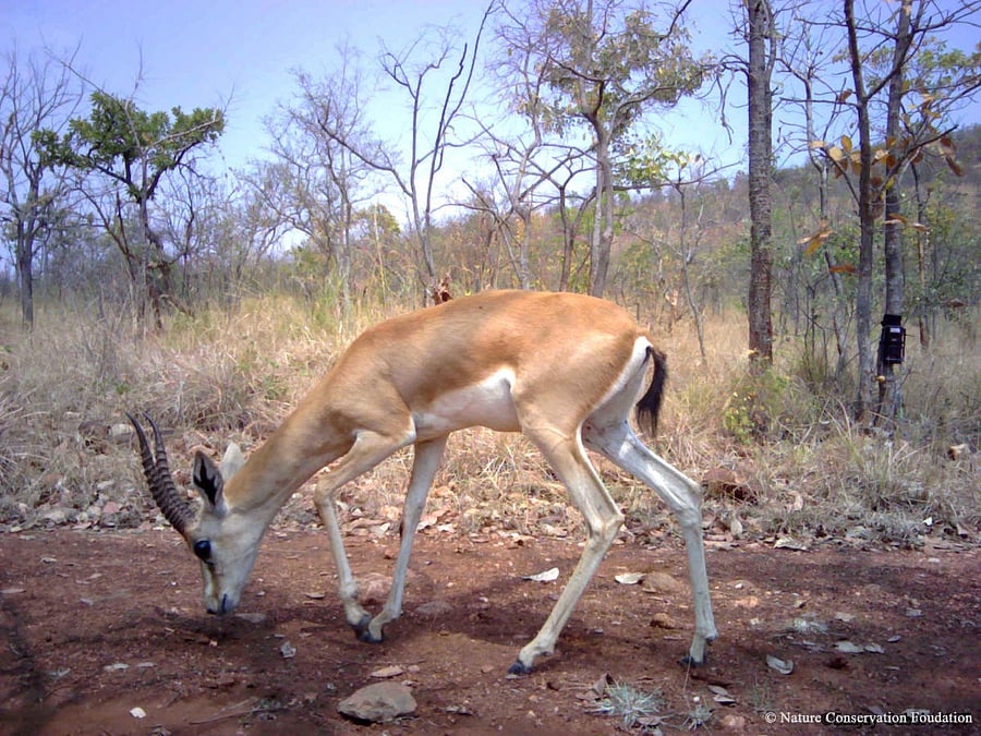 The state government on Thursday notified the second Chinkara Wildlife Sanctuary at Bukkapatna in Sira taluk of Tumakuru district.