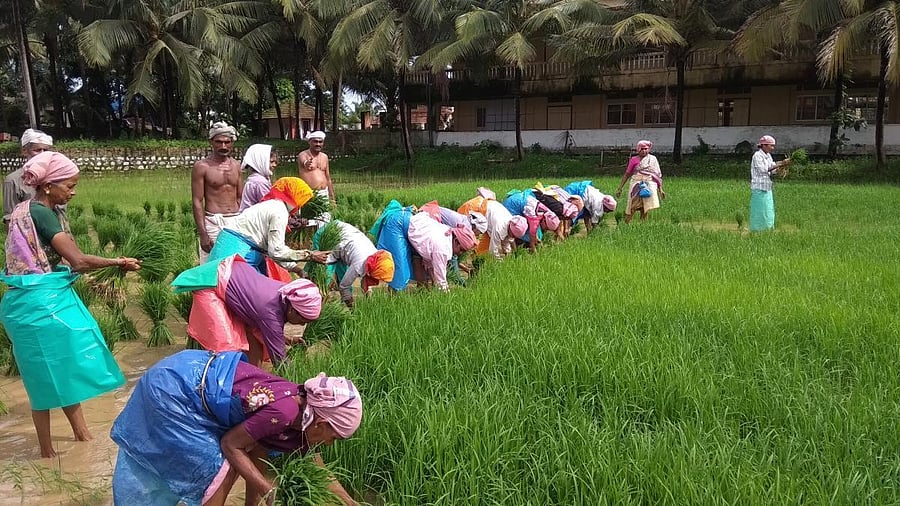 Farm labourers engage in transplanting paddy seedlings at Gurupura Kukkudakatte on the outskirts of Mangaluru.