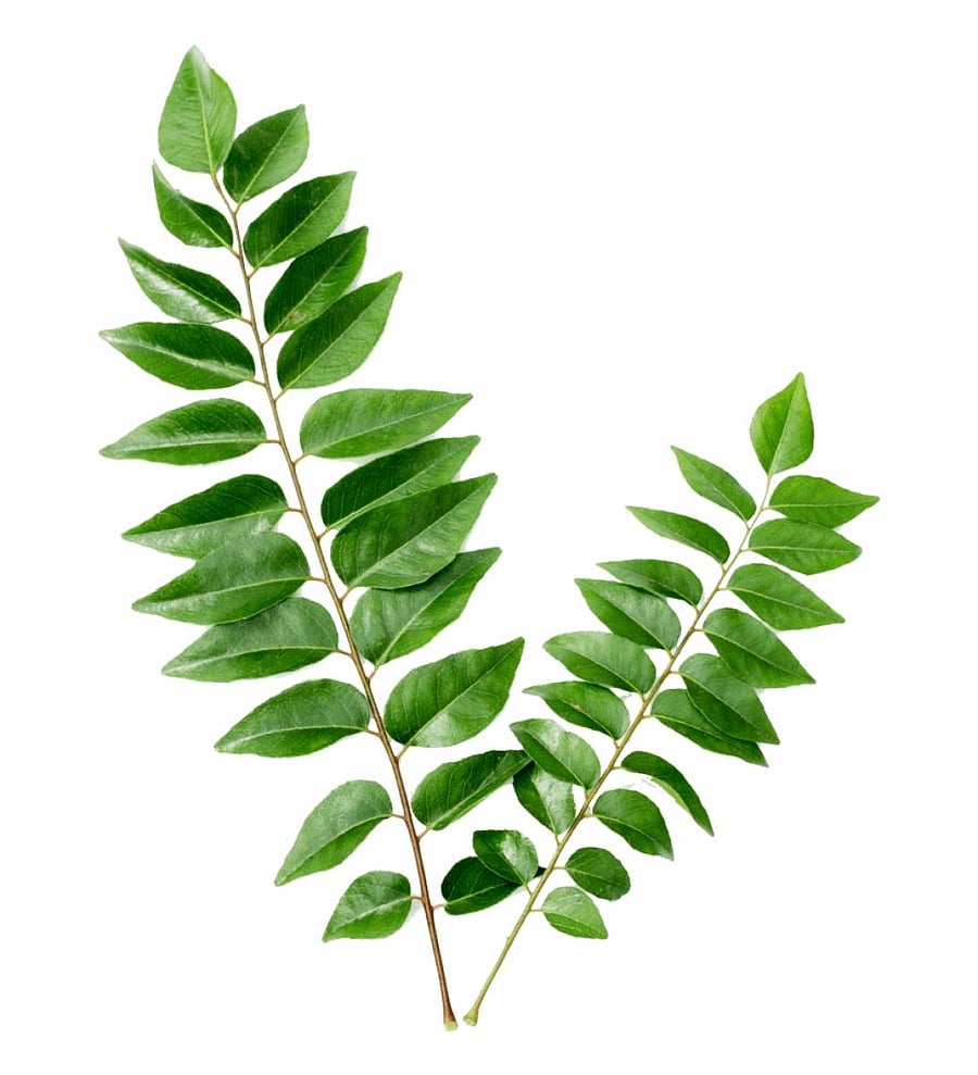 Curry Leaf