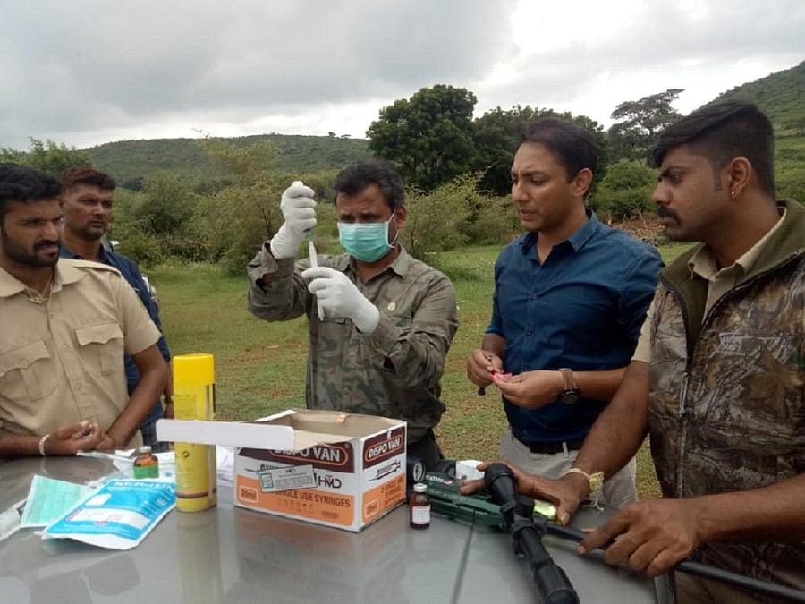 Forest department's vets ready their tranquillisers to trap the elusive tigress in Bandipur on Wednesday. DH Photo/Soorya V Narayana