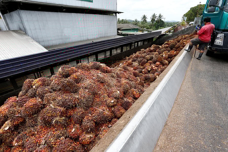 Nepal had exported refined palm oil worth over Rs 11 billion to India in the first five months of this fiscal, making it the country's largest export item, Aryal told a group of Indian journalists here at the Ministry of Industry, Commerce and Supplies. (Reuters Photo)