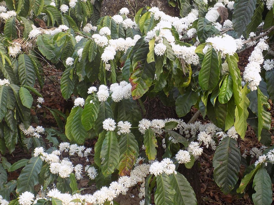 Coffee flowers in Devarapura coffee plantation near Gonikoppa. DH Photo