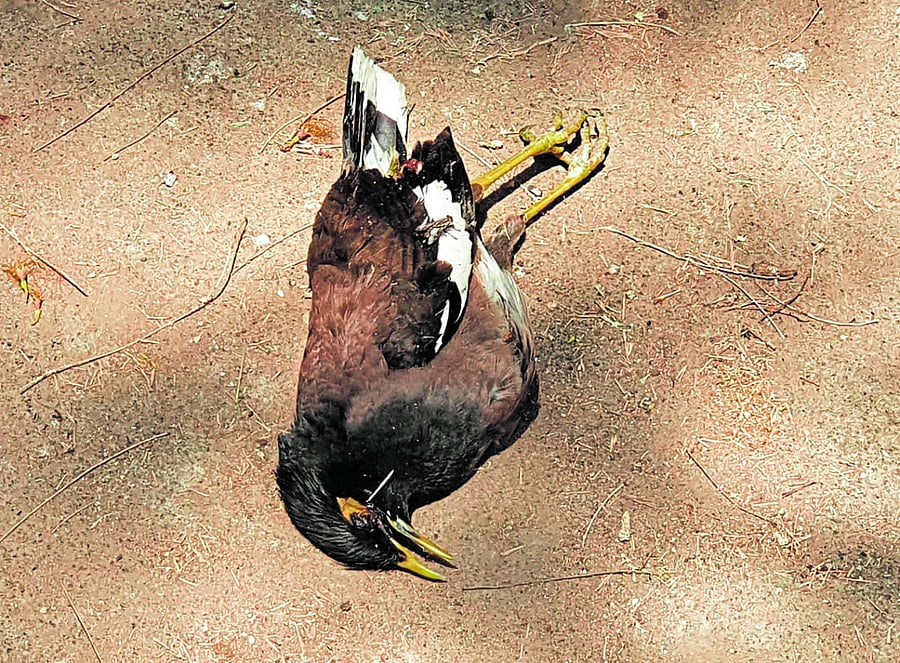 A myna bird was found dead at the compound of district ground in Chikkamagaluru.