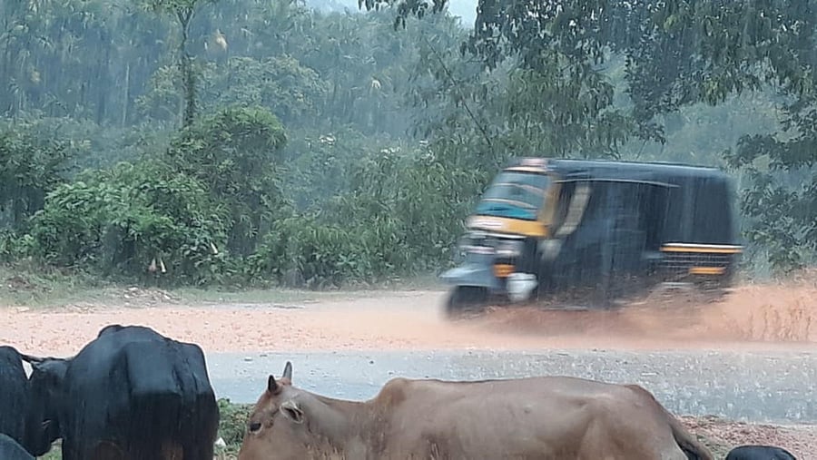 An autorickshaw wades through a flooded road at Kottigehara in Mudigere taluk on Saturday evening. DH photo