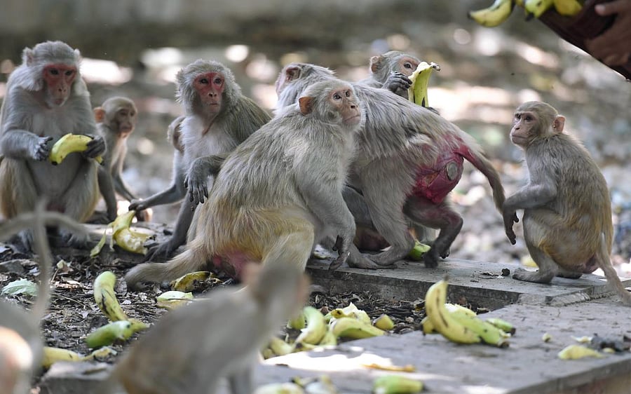"Studies of wild animals can teach us a lot about the importance of using interventions, such as social distancing, to ensure a safer community during this pandemic," said Eva Wikberg, an assistant professor at the University of Texas at San Antonio (UTSA) in the US. (Representative image/PTI Photo)