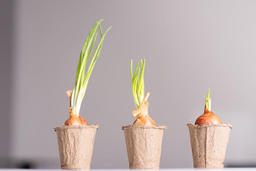 It will take upto two weeks for the onion roots to sprout.