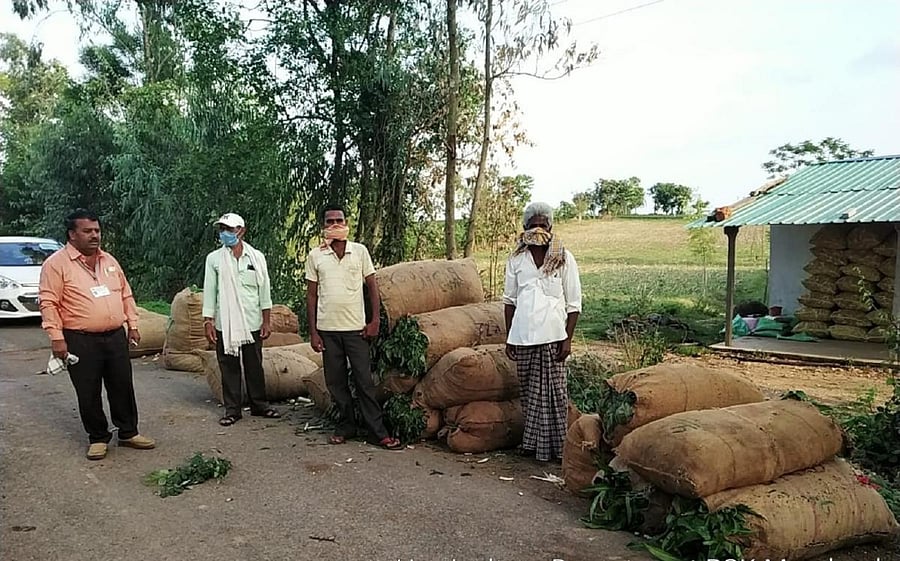 Tejaswini chillies (Inset) packed in sacks to be sent to market.
