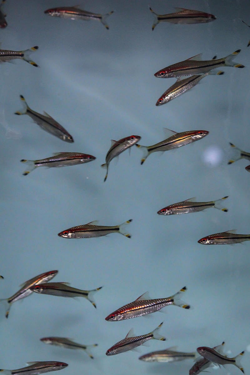 The cichlid species of fish. PIC COURTESY: IISc.