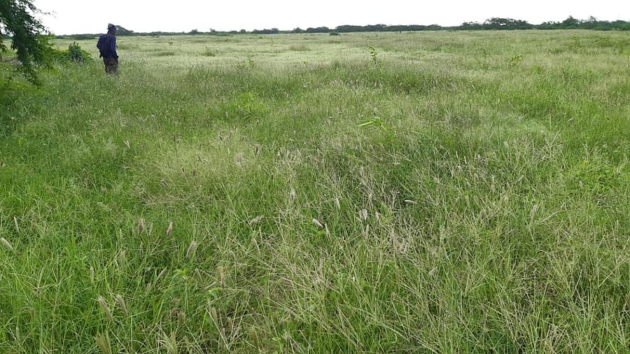 This is the first time since Independence that this grassland has been demarcated.