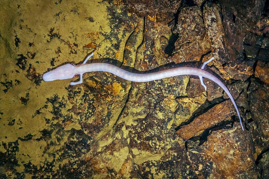 Olm, Proteus anguinus (human fish) in the subterranean waters of Karst region in Slovenia. (iStock photo)