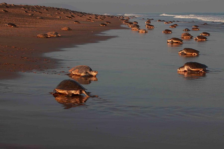 Is it not a step forward when the plastic we cleared off the sands allows olive ridley turtles to hatch on the beach?