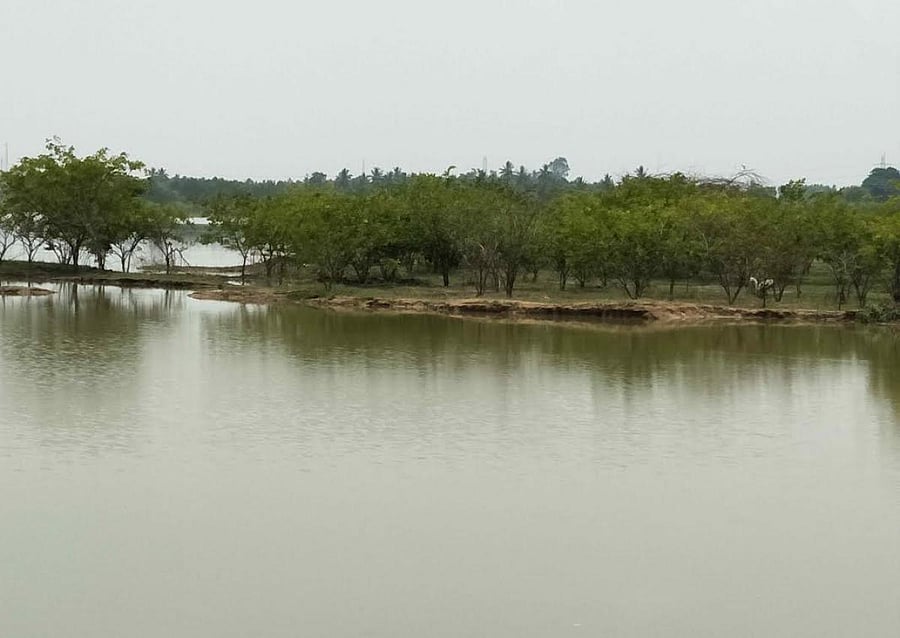 Kodigehalli Lake