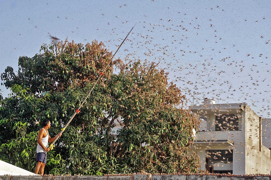 a resident tries to fend off swarms of locusts from a mango tree in a residential area of Jaipur. (AFP photo)
