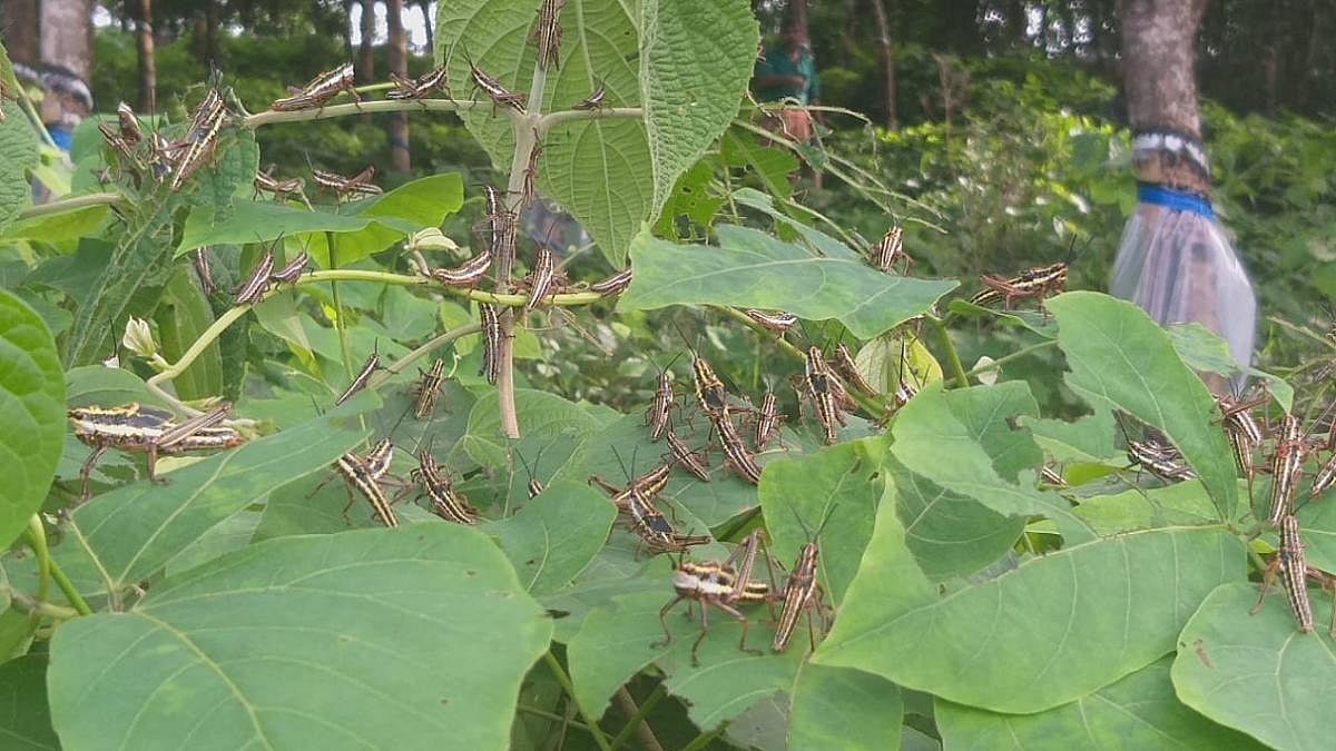 Locust found in DK is endangered, not harmful