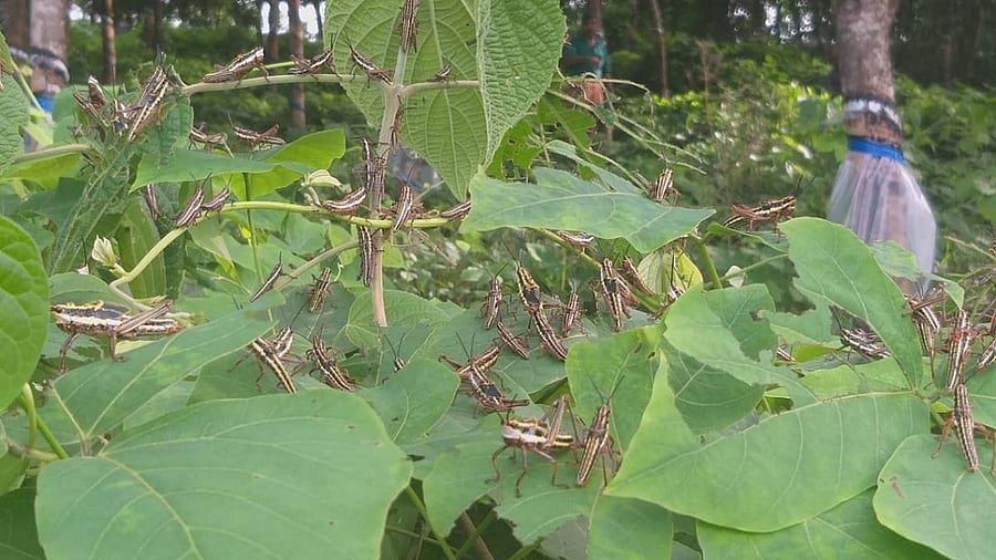 The locust species found in parts of Dakshina Kannada.
