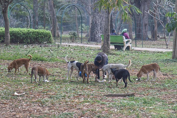 Representative image. Credit: DH File photo