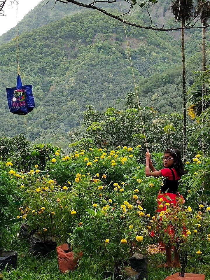 Ansiya pulling rope to send mobile phone to treetop in Idukki. Photo: Varghese on FB