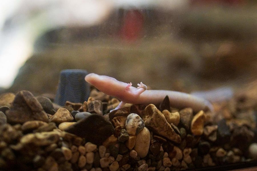 A young olm or proteus (Proteus anguinus) an aquatic salamander is seen in an aquarium in Postojna Cave. Credit: AFP