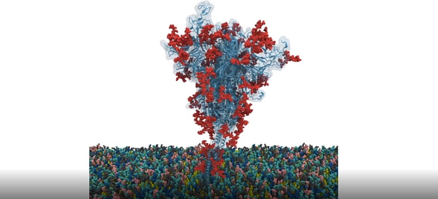 A model of an S-protein. Credit: Illustration by Dr. Yeolkyo Choi/Lehigh