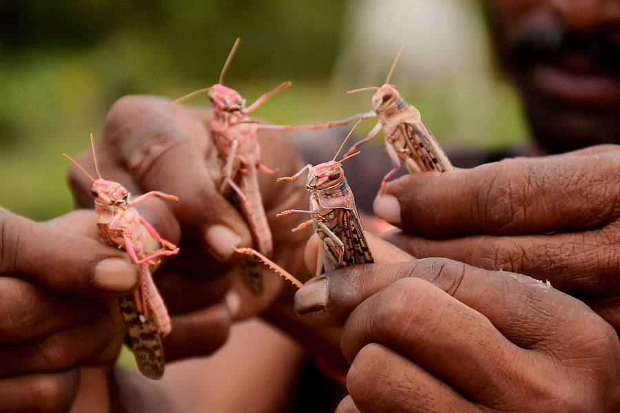 Alarmed by the invasion of locusts, which settled on trees, rooftops and plants, many residents of Gurgaon shared videos from their high-rise perches. Credit: PTI Photo