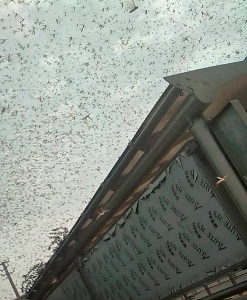 A swarm of locusts fly past a DLF building, in Gurugram. Credits: PTI Photo