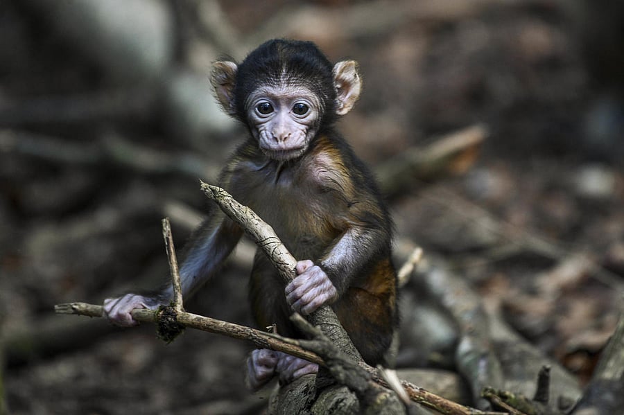 The incident happened on June 26 in Vemsoor village and the video of the primate being hanged using a rope went viral, prompting the officials to investigate. Representative image/Credit: AP/PTI Photo