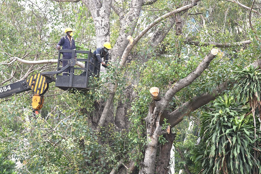 Workers cutting trees for Namma Metro rail line construction at Bannerghatta road. DH Photo by S K Dinesh