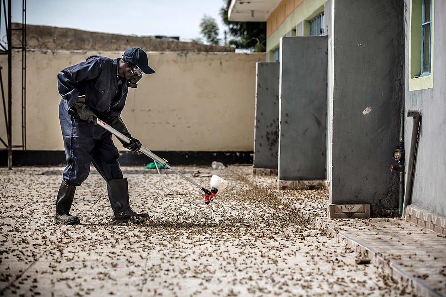 This handout picture released by the Food and Agriculture Organization of the United Nations (FAO)shows a member of Kenya's NYS -National Youth Service- sprays pesticides in a farm in Nakukulas, Turkana County, Kenya on June 7, 2020. Credit/AFP Photo