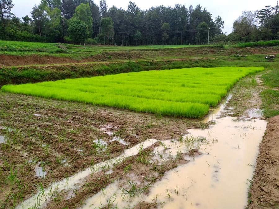 The paddy seedlings, ready for transplantation, in the field belonging to B B Shantamallappa in Doddabilaha village. 
