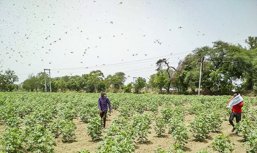 The control operations are being undertaken by both locust control officers (LCOs) and state agriculture department officials, it said. Credit: PTI Photo