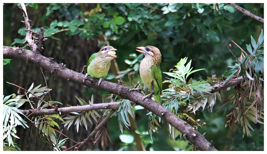 Brown headed Barbet