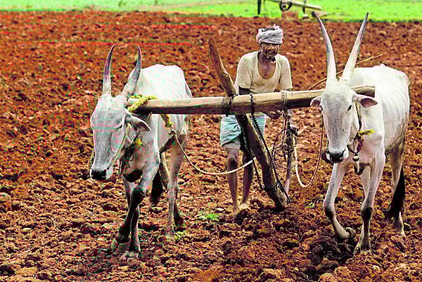 The Indian Farmer. Credit: Getty Images