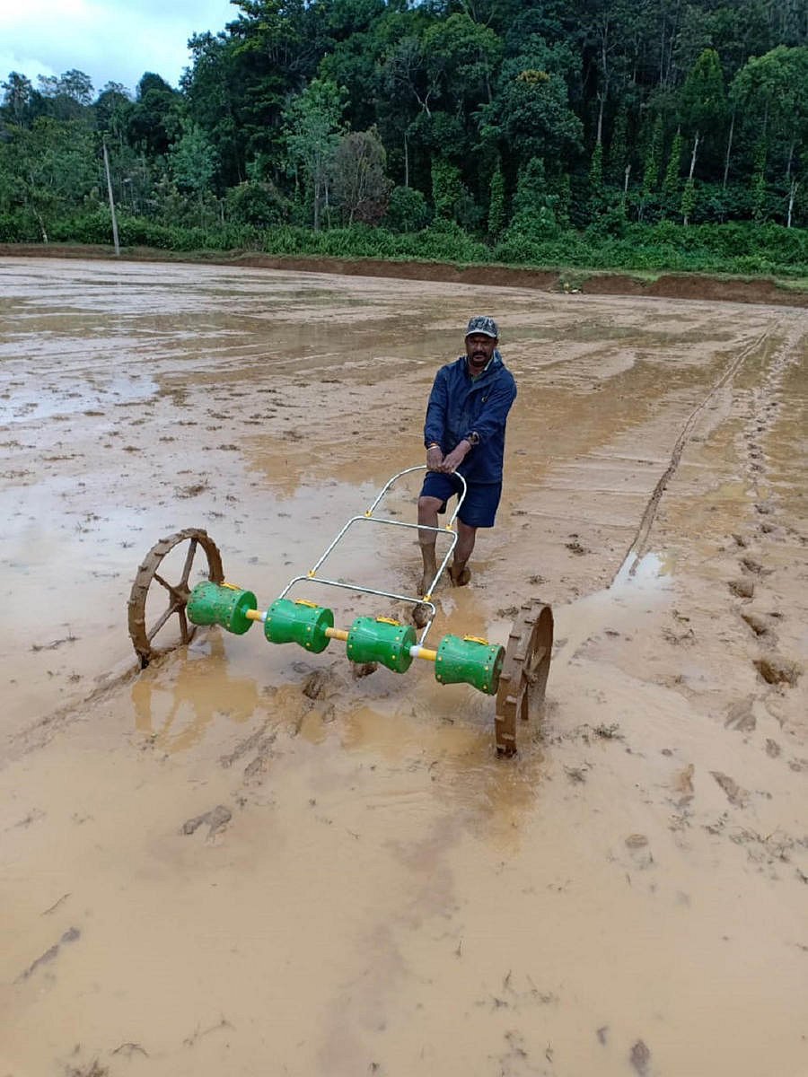 The sowing of paddy using drum seeder in Nariyandada Gram Panchayat limits near Napoklu.