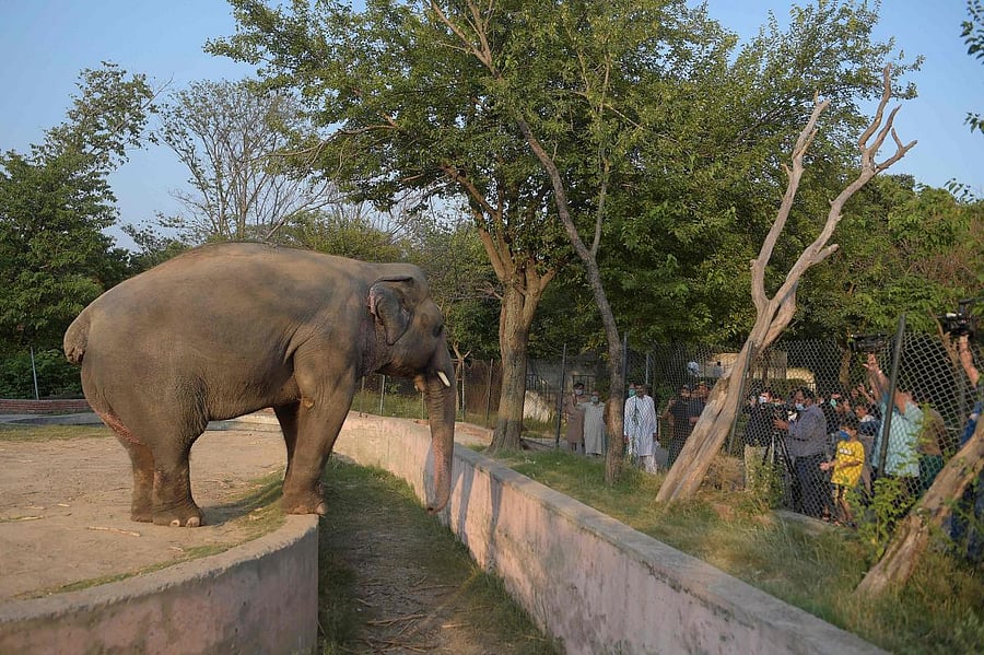 Elephant Kaavan (AFP Photo)