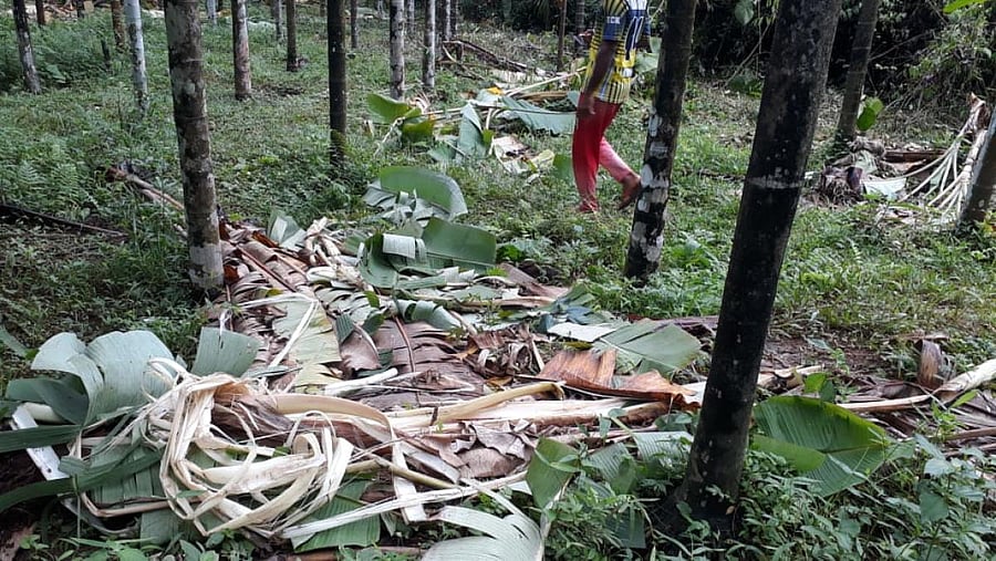 Wild elephants damaged banana plants at Mannagundi in Kaukradi village near Uppinangady.
