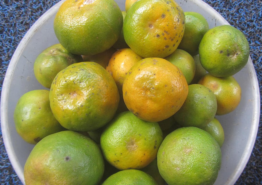 The famed Kodagu oranges.
