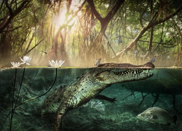 This handout artistic reconstruction by artist Dawid Iurino shows the life appearance of Crocodylus checchiai. Credit: AFP
