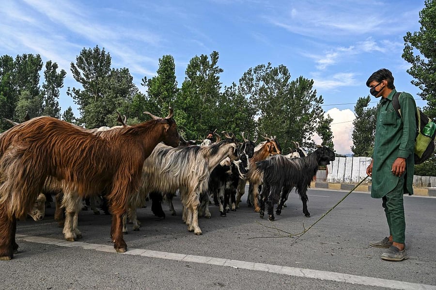 A livestock vendor gathers goats on sale on a road ahead of the Muslim festival of Eid al-Adha or the 'Festival of Sacrifice' in Srinagar on July 24, 2020. Credit: AFP Photo