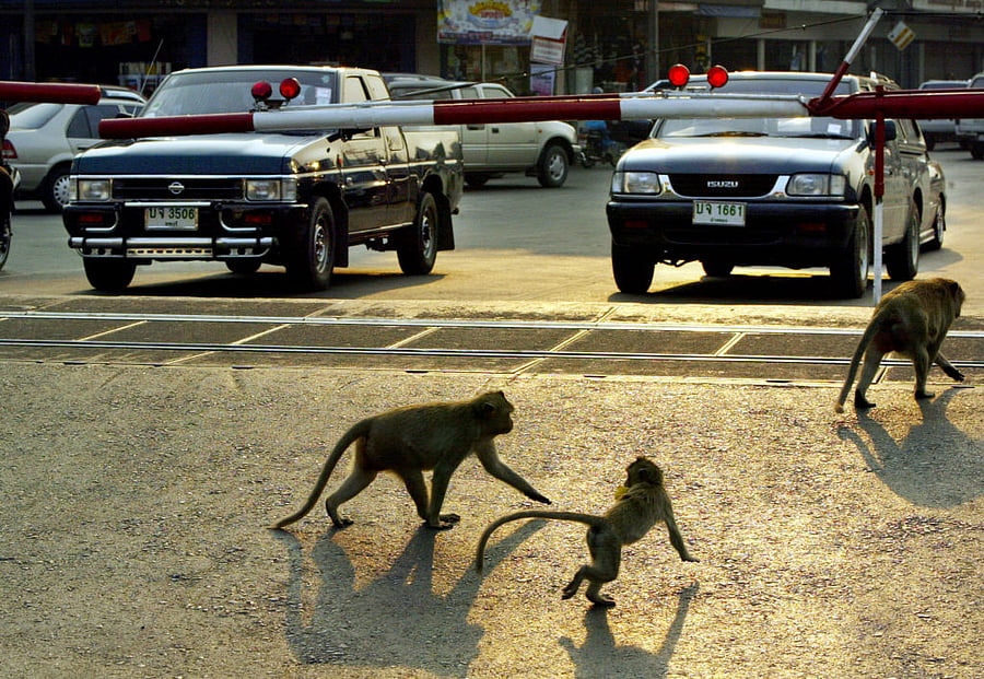 Lopburi, onetime capital of a Siamese kingdom and a repository of ancient architecture, is a city under siege. Credit: Getty Images