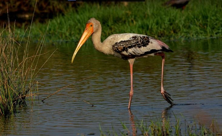 Painted Stork. Credit: 100 Common Birds In India e-book/Vedant Kasambe