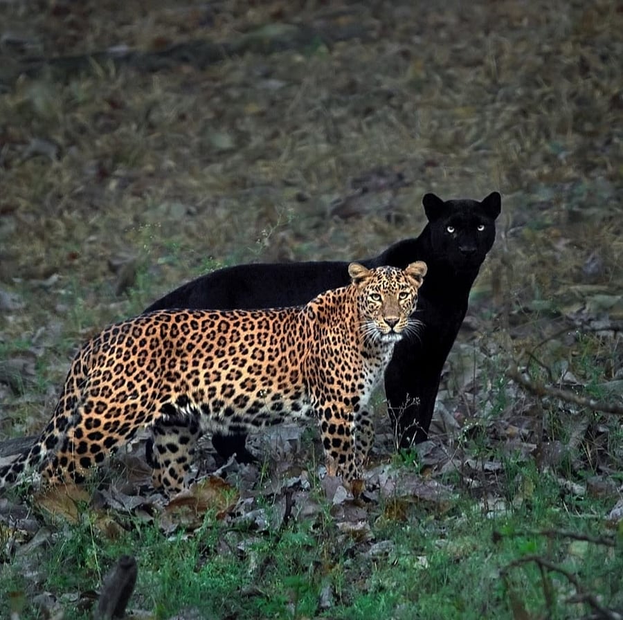 Black panther Saaya and leopard Cleopatra. Credit: Instagram Photo/@mithunhphotography