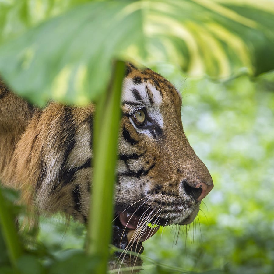 BNP is threatened by granite quarries, says report.