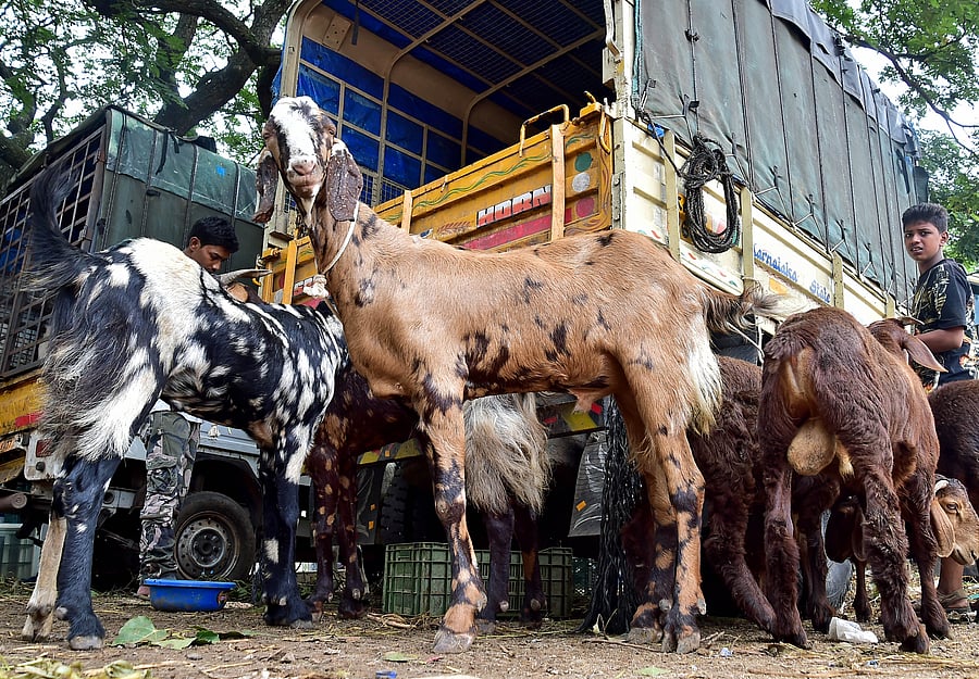 Sheep near Edga Maidan in Bengaluru. Credit: DH Photo