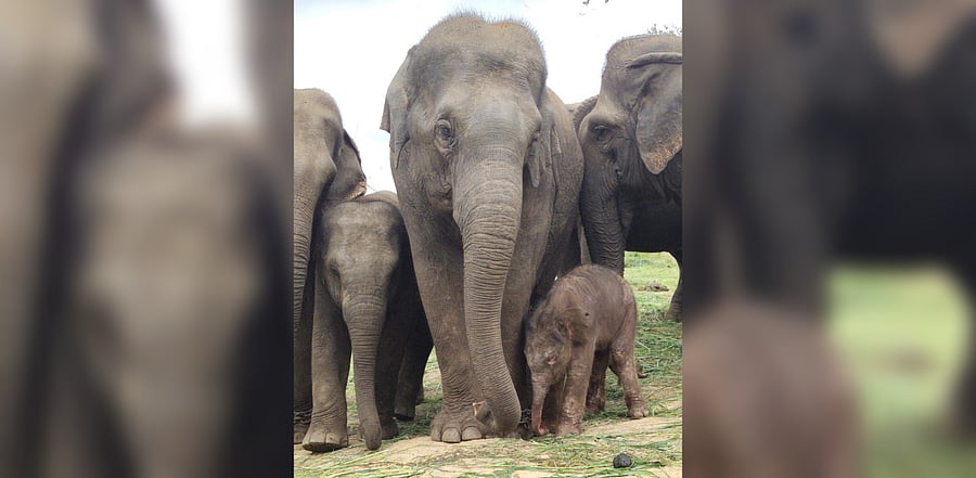 According to officials in the BBP, both the mother and the calf are healthy and doing well.