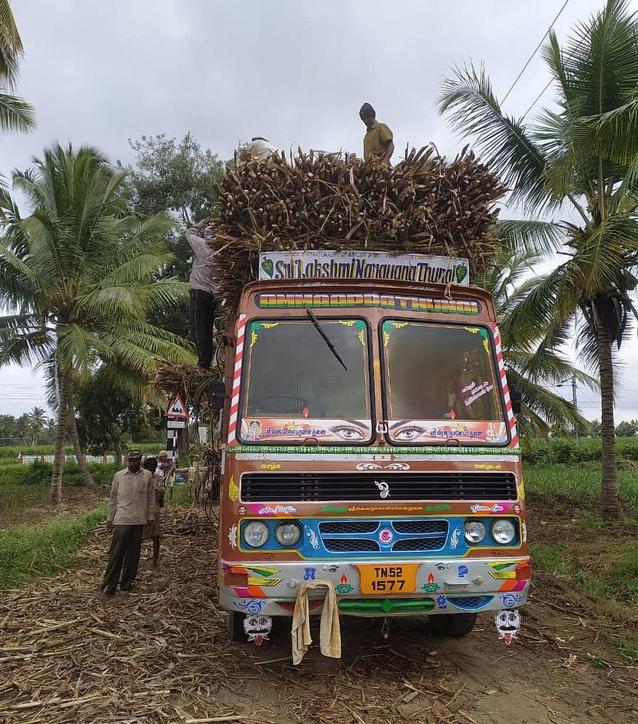Workers loading sugarcane in a lorry at a farm near Budanuru in Mandya taluk. DH PHOTO