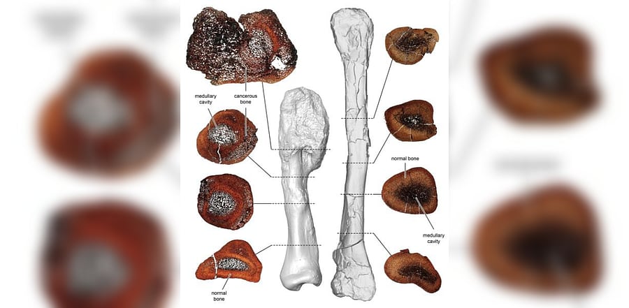 A comparison between thin sections of the cancerous leg bone (L) and normal shin bone of the horned dinosaur Centrosaurus apertus. Credit: Reuters Photo