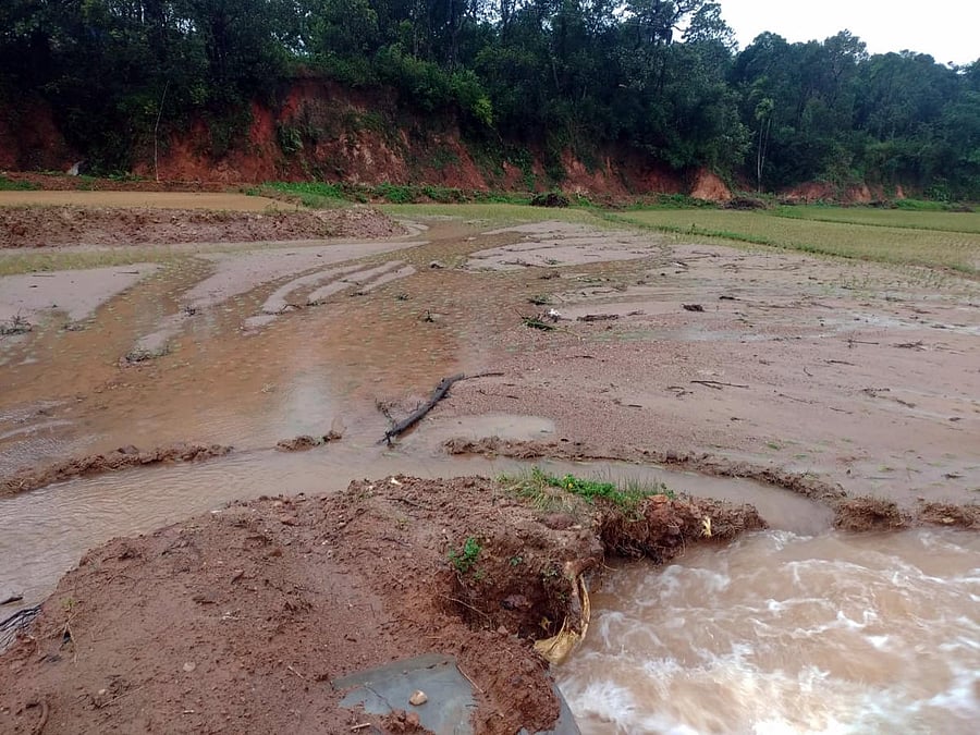 Paddy crop washed away due to floods at Vanagur in Sakleshpur taluk, Hassan. (Right) Benachihalla near Hanbal overflows in the taluk. DH PHOTOS