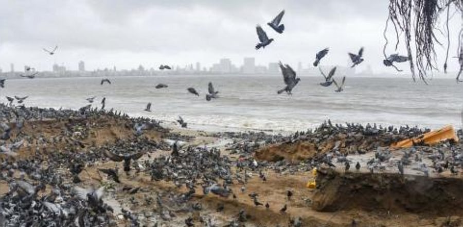 A flock of pigeons at Girgoan Chowphatty after heavy rainfall, in Mumbai. Credit: PTI Photo